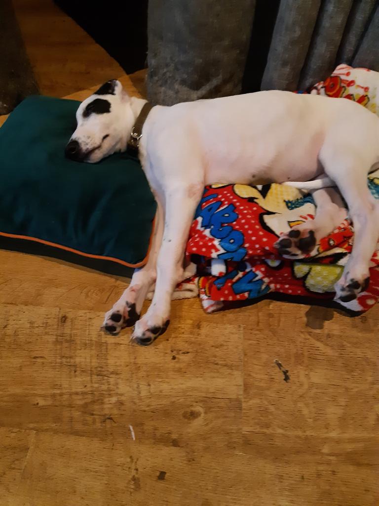 #puppy #lurcher how do you know when your puppy needs a bigger bed ? 🤣🤣🤣🤣🤣