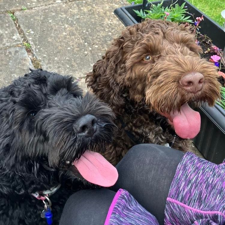HearingDogs's tweet image. A double #TongueOutTuesday from siblings Bonnie (left) and Benji, who are both in the final stage of their training 🐶😛

Our very clever cockapoos are focusing on learning the sounds they will alert their future partners to, such as the smoke alarm, cooker timer &amp;amp; alarm clock 😊