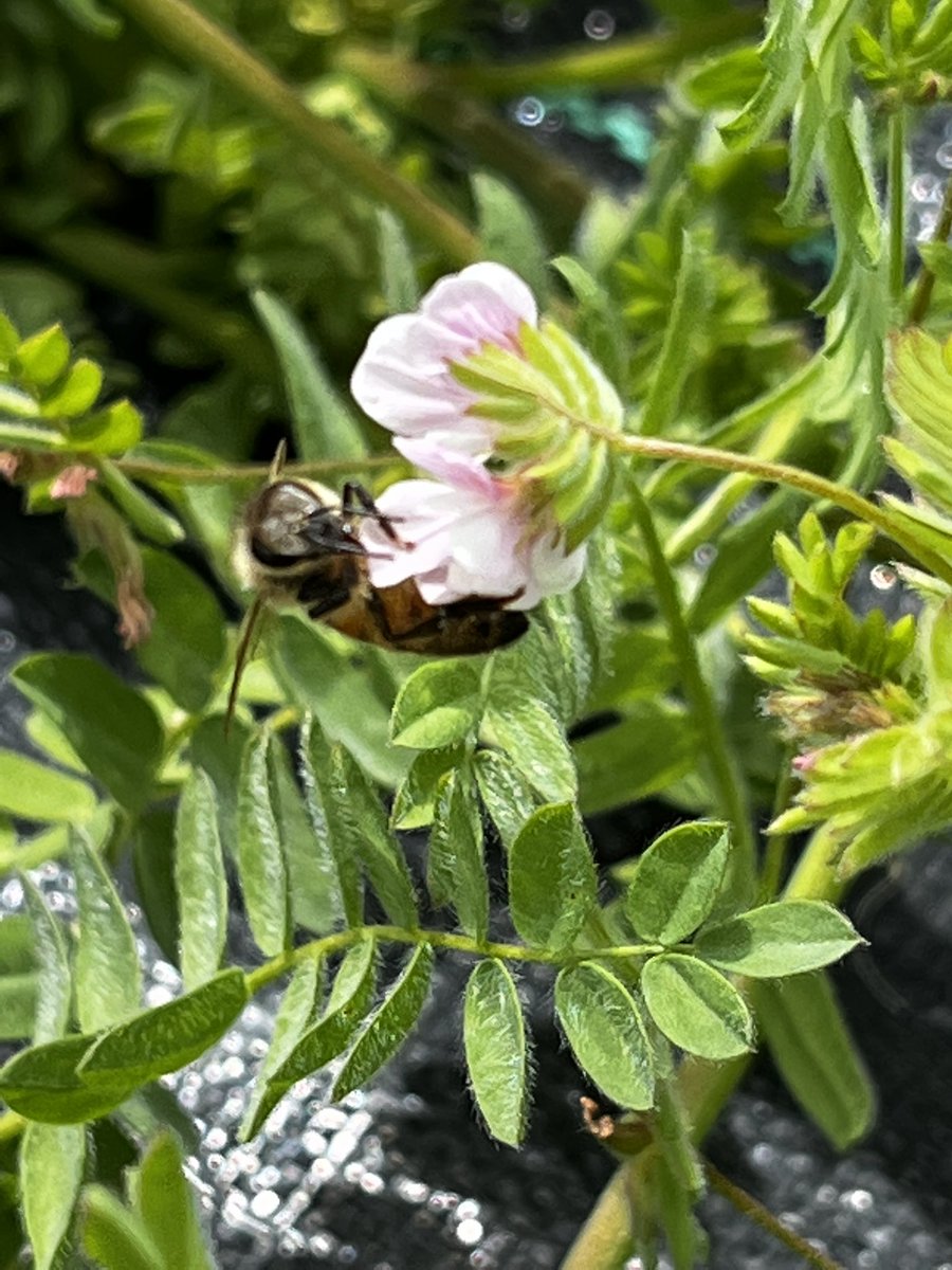loracGI's tweet photo. @newellm_matt @rickchayes @NSWDPI_Pastures @AgriFuturesAU And counting bees is a new skill https://t.co/exL4hSUKoy