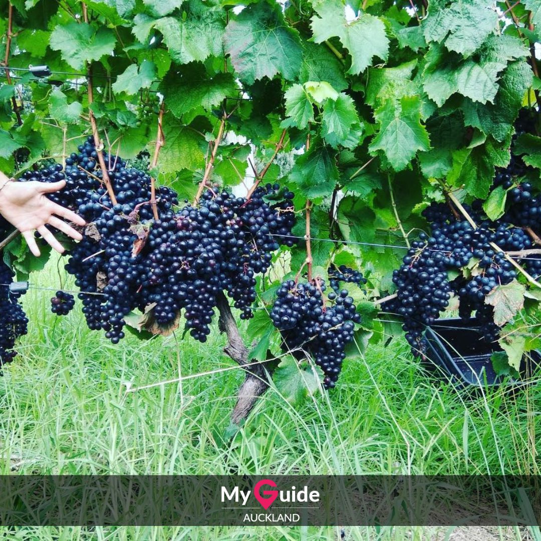 MyguideAuckland's tweet photo. Man O' War Vineyards is located on land near where Captain James Cook first dropped anchor. Man O' War vineyard blends history with modern winemaking techniques to produce award-winning vintages.

Read more: https://t.co/OO4nFjA5Gt

Picture credit: https://t.co/og4g3x2cDr https://t.co/JGxHkcbNwT