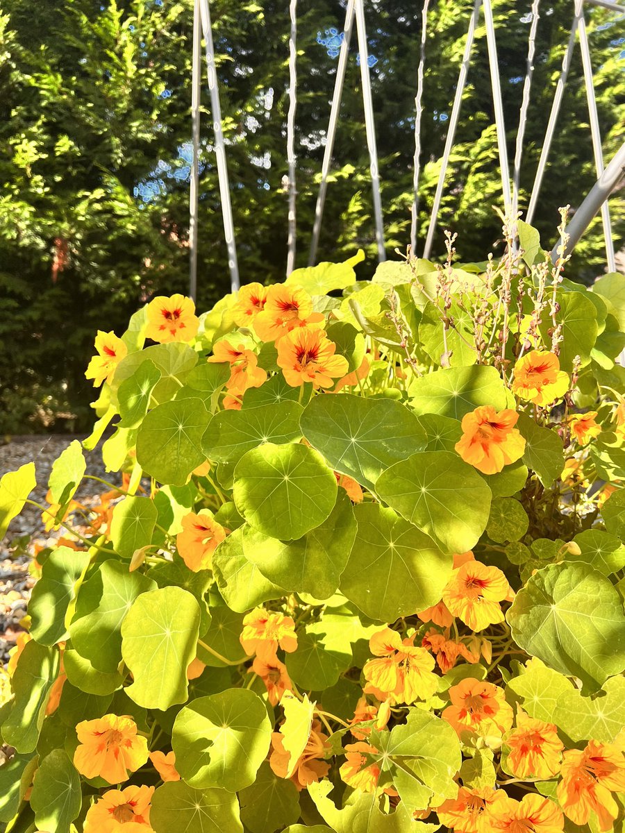 Nasturtium are still romping away in the veg Garden, so tasty in Salads and a very welcome sight as things  start to slow down in the veg patch.  #GardenersWorld #GardensHour #growingfruit #veggardening #gardeningfun