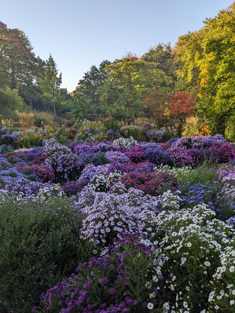 PictonGarden's tweet photo. The garden is packed with colour at the moment and was a delight this morning with the mist rising https://t.co/ng9QAVDDBE
