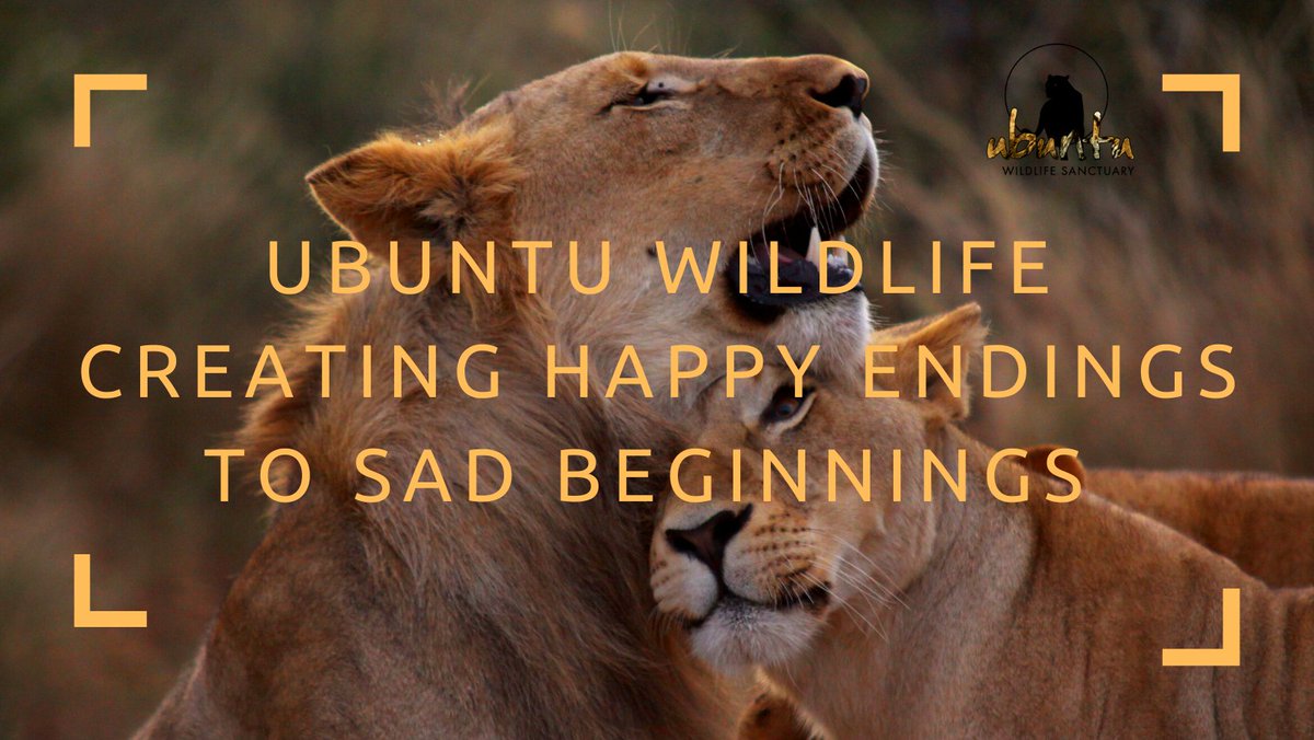 Ubuntu Wildlife Sanctuary tweet media