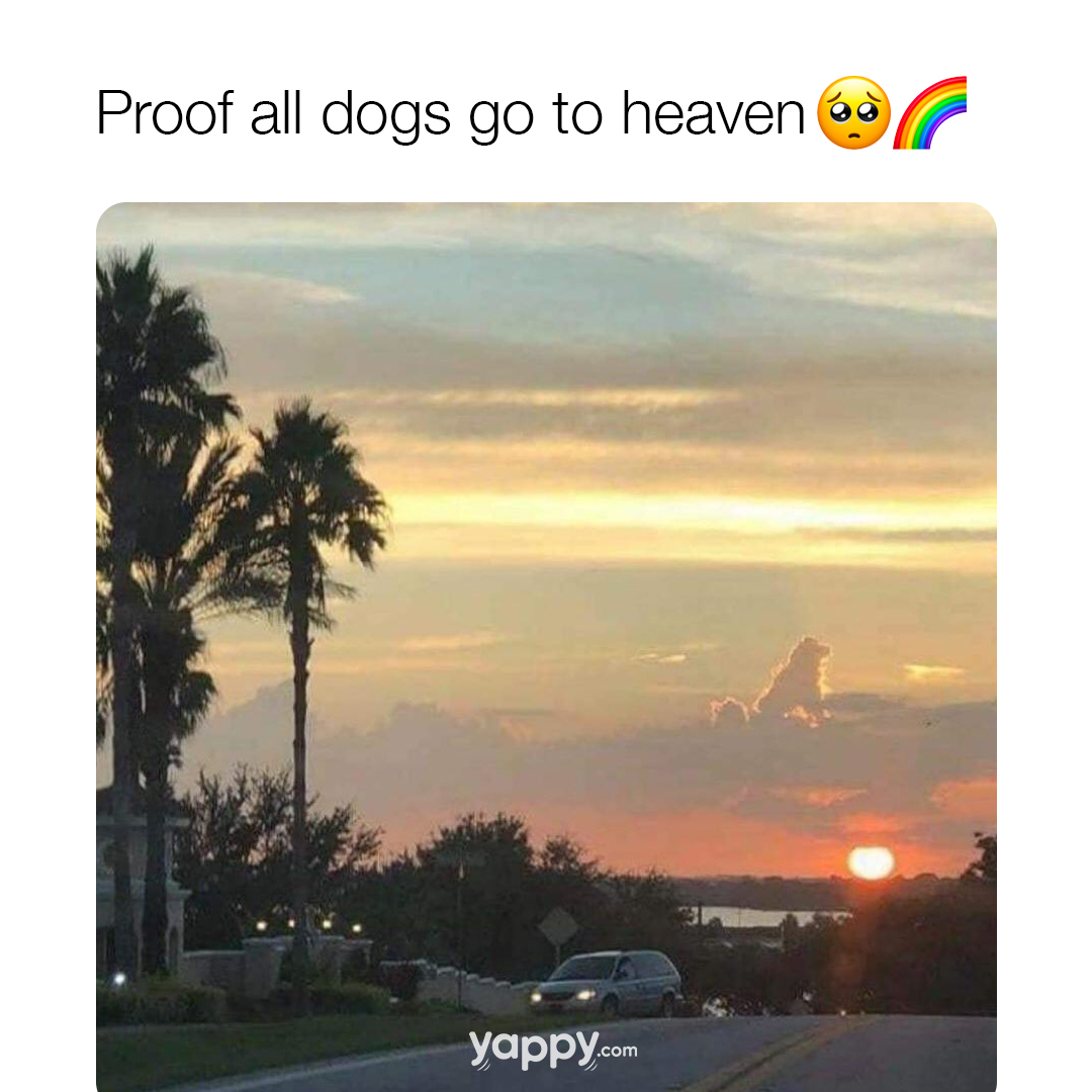 thedogline_'s tweet photo. Dog is God spelt backwards after all πΌ
#TheDogLine #Dogs #LifeWithDogs #TheDogLine #australia #dogs #dogsofaustralia #follow #dogsmiles #dogscorner #dogslife #dogsandpals #dogsarelife #dogsarefamily #doglover #dogstar #ilovedogs #LifeWithDogs #lovedogs #lovepuppies #barkco... https://t.co/5PUHGixOqs