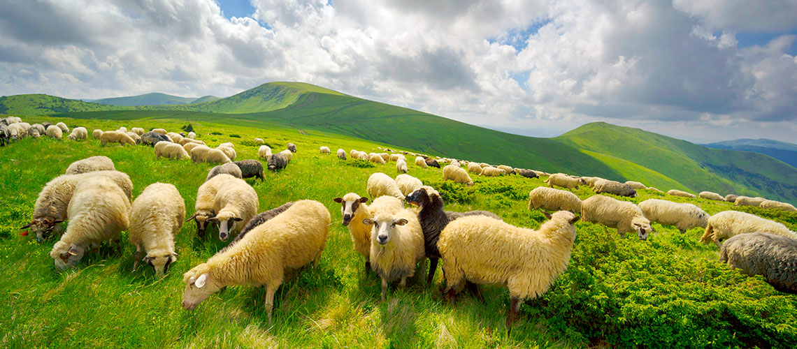 UniCamerino's tweet photo. Sistemi #pastorali e #cambiamenti #climatici🐐☀️
I cambiamenti climatici influiscono anche nella gestione sostenibile dei sistemi pastorali montani europei ed è necessario avere figure professionali capaci di operare in tali contesti.
Guarda il video 👉 https://t.co/KoCrqpgCzL https://t.co/yeVjdZhMix