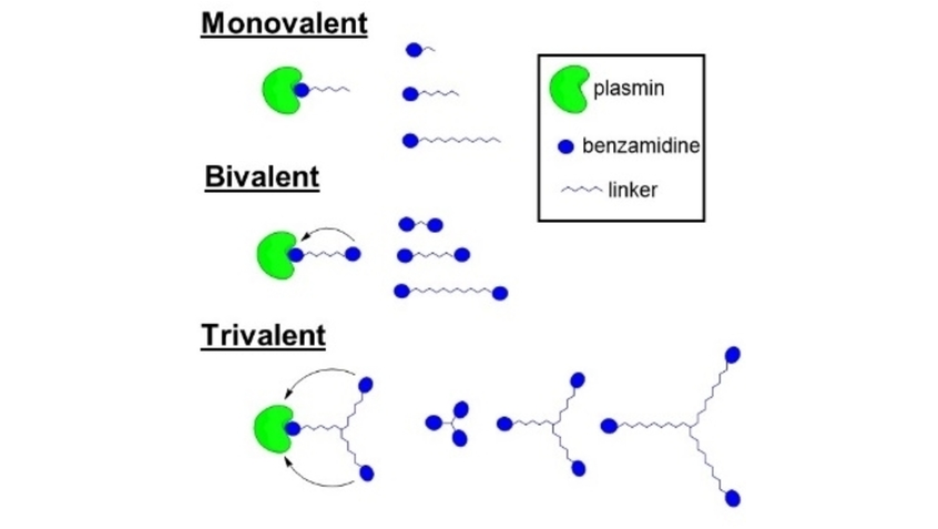 ChemMedChem's tweet photo. Multivalent Benzamidine Molecules for Plasmin Inhibition: Effect of Valency and Linker Length (Alves) @TanmayeNallan @AlvesExperiment #OpenAccess https://t.co/lufXDPbXsV https://t.co/yLF1kgQ0gY