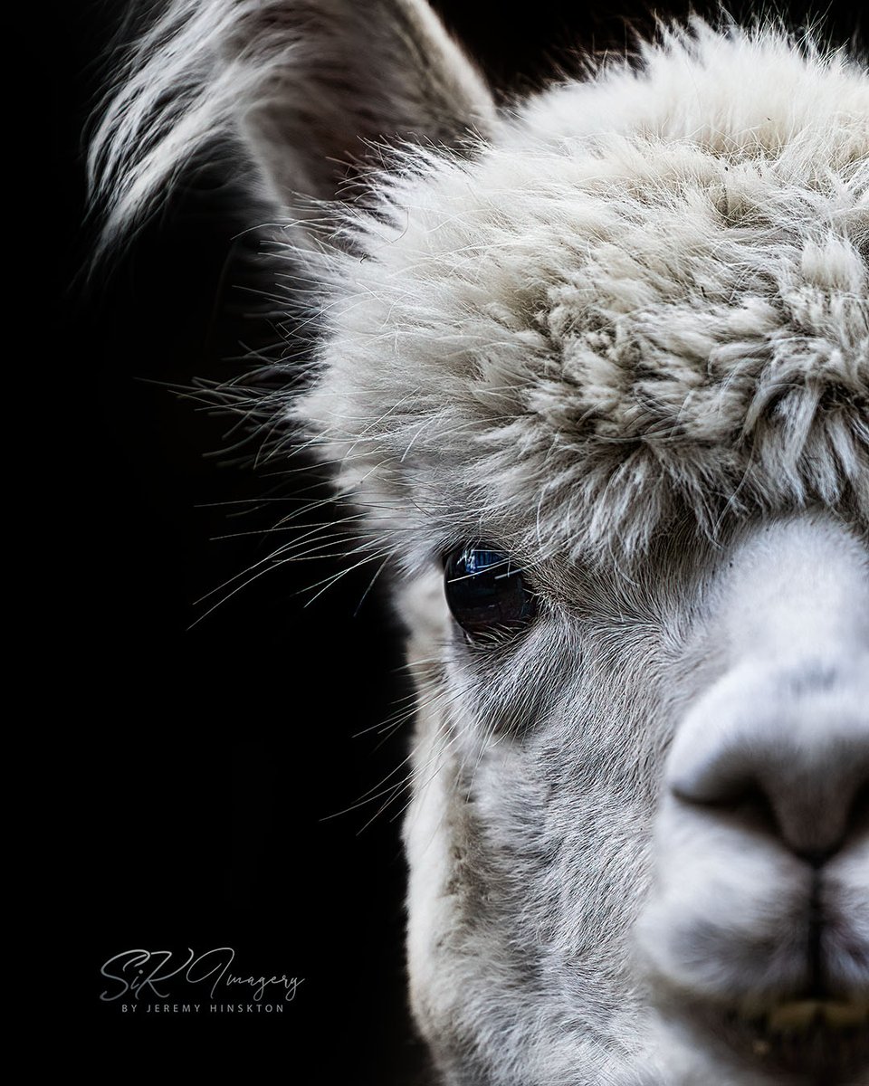 SiKImagery's tweet photo. Happy Tuesday y’all! Hope everyone is well! You know I love my #animalshots, so where are my #animallovers at? Drop a favorite animal shot of yours. 
Mine is a cute #llama from #Vermont. He posed so nicely for his #animalportrait. 
Don’t forget to Like/Comment/#ReTweet your favs! https://t.co/8hQ2MZ7yE8