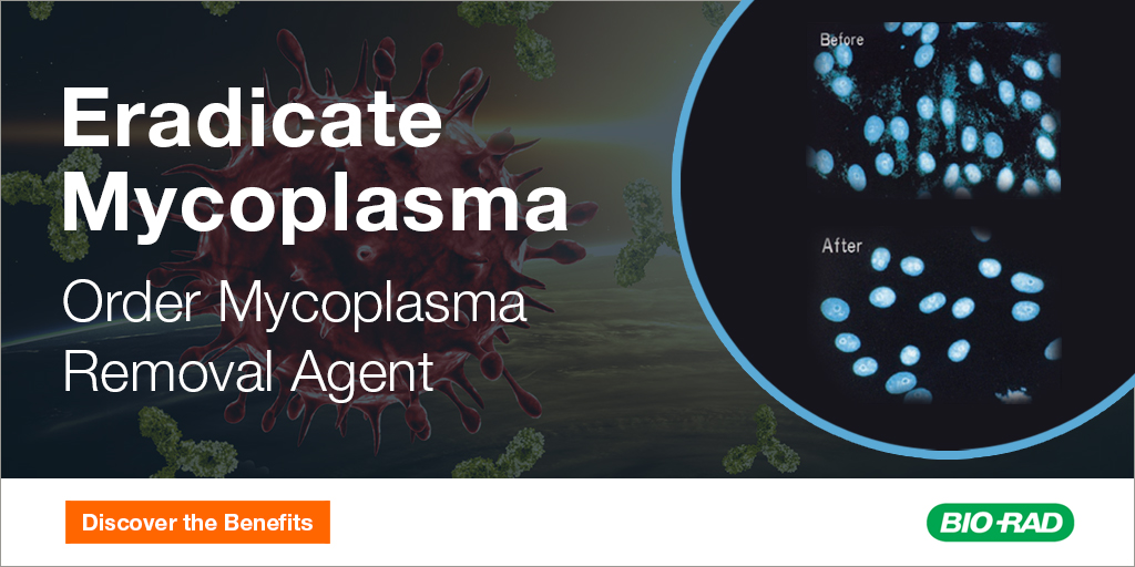 BioRadFlowAbs's tweet photo. #TipTuesday Our Mycoplasma Removal Agent (BUF035) is a popular solution for #Mycoplasma contamination. Learn More: https://t.co/M45bWqe3fV #CellCulture #LIfeInTheLab https://t.co/l5G3SK1cxc