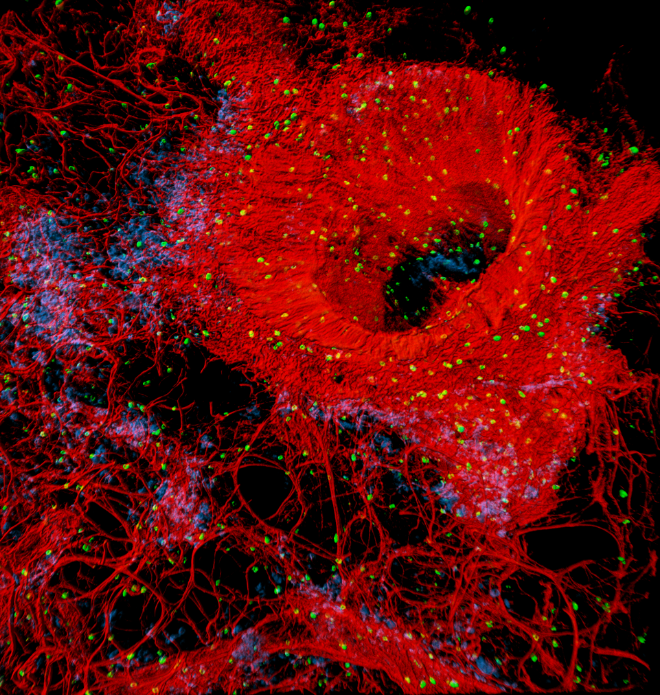 TheBHF's tweet photo. Our annual science competition, Reflections of Research, is back for 2022. 🧑‍🔬
Vote for your favourite image on our Facebook page: https://t.co/07LEY7FwZz 
The image with the most likes will be crowned the Supporter’s Favourite. ❤️ https://t.co/VR7y3i7siH