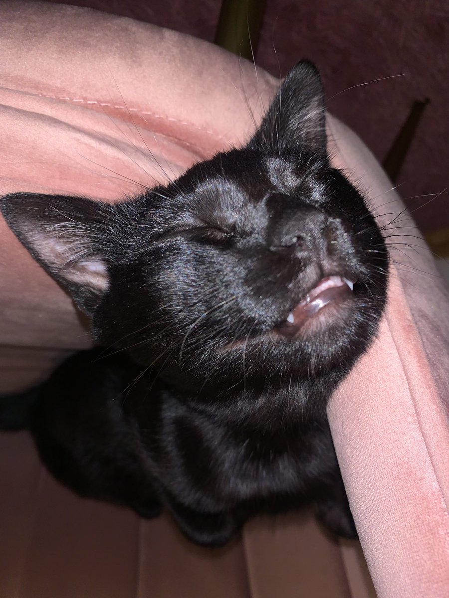 DorothyMannine's tweet photo. my cat sleeps like he just worked a double shift https://t.co/umo3A20h35