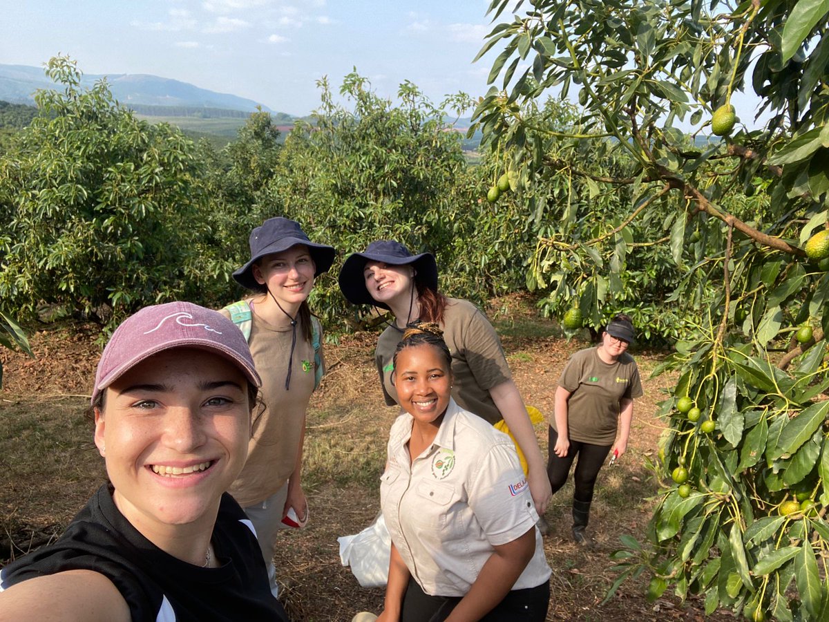 Jhart247's tweet photo. In the field again 🥑☀️ @JoubertMelissa @Alicia_Fick_ https://t.co/B6xfSL6sAp