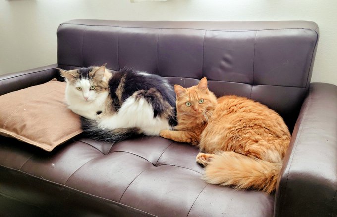 ねこが仲良くしててびっくりしたら抗議の目で見られたとき 