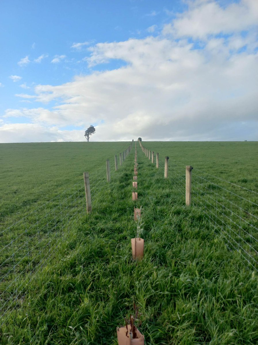 Ironic that on the same day my family and I plant another native hedgerow, our government declares it will tax us because our animals magically produce methane out of nothing. This one new shelterbelt has cost us $3800 excluding labour - guess what gets cut first folks?