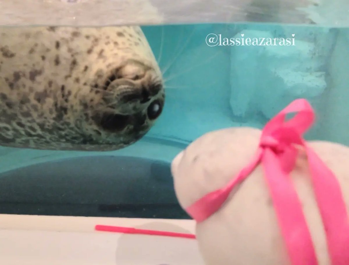 lassie99289125's tweet photo. ユキちゃんとぬい
#海遊館
#アザラシ
#seal
#ぬい撮り
#ぬいぐるみ
#Ringedseal
#plush
#plushe https://t.co/e1LgMaf2dM
