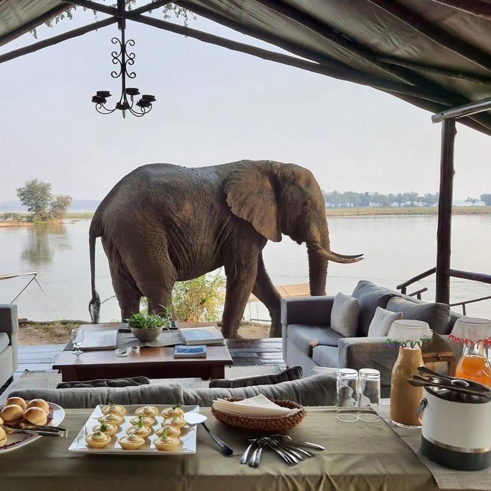 Breakfast with a view.                #Zambia #LowerZambezi #wildlife #safari #elephants #zambeziriver