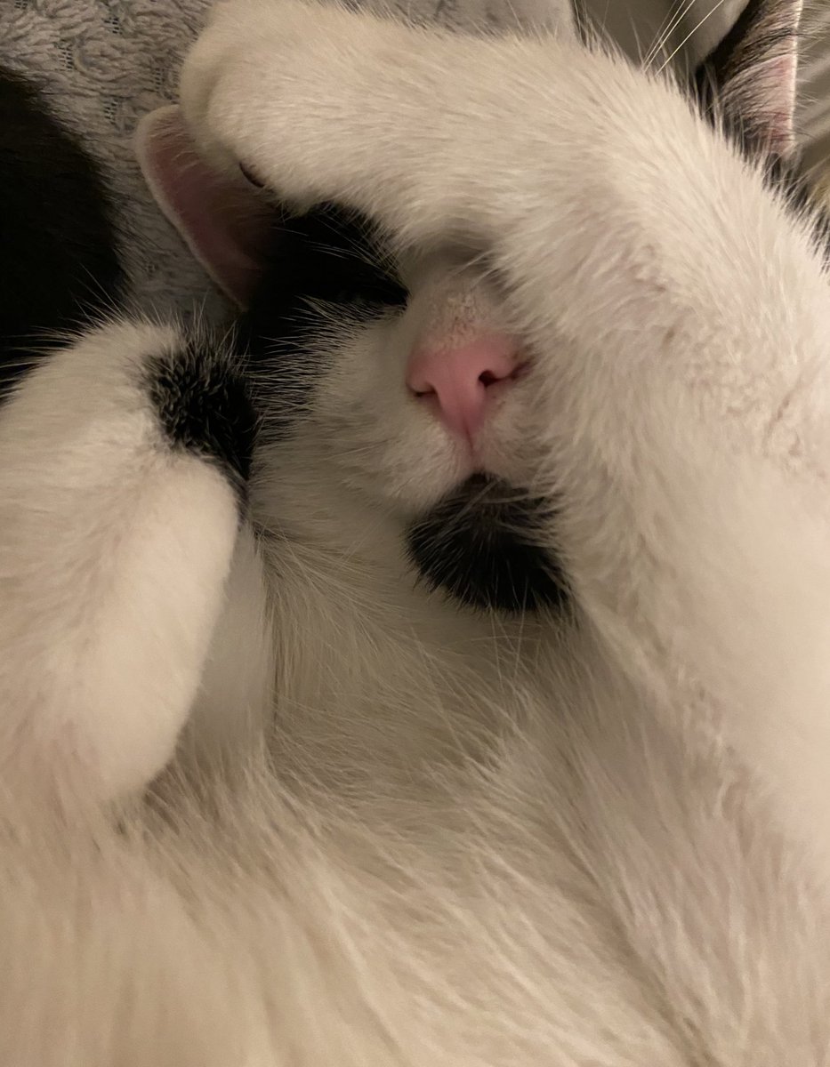 EvieFreddie's tweet image. Not today thank you 😾😴 #tuesdayvibe #sleeping #CatsOfTwitter #cats #CuteCats #kitty