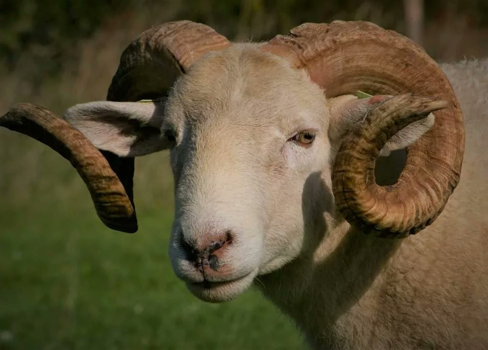 Jim, onze mooie Wiltshire Horn stamboek #ram is te koop. Hij is 1,5 jaar oud en heeft al mooie nazaten. Wij zijn heel blij met dit ras: #zelfruiend en ze kunnen jaarrond buiten zijn. De ooien lammeren makkelijk af en zijn goede moeders. Geen omkijken naar. #schapen
