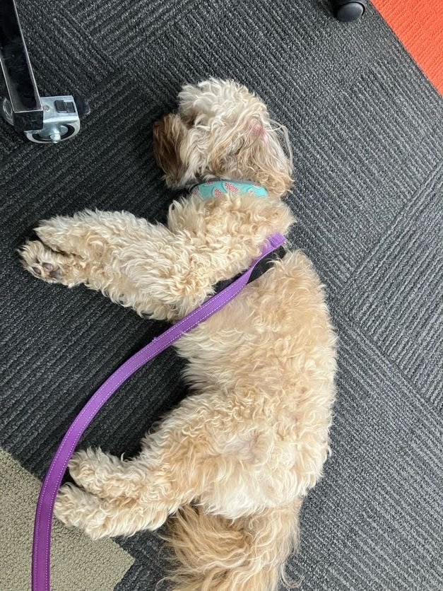 PILI_MLS's tweet photo. Getting close to the end of semester now.. While our Sustainability Business Clinic students are busy finishing off advice to their #neweconomy clients, Berkeley the #clinicdog has clearly had enough for one day!
#sustainabilitylaw @MelbLawSchool @UniMelb https://t.co/5WxXrGcCEw