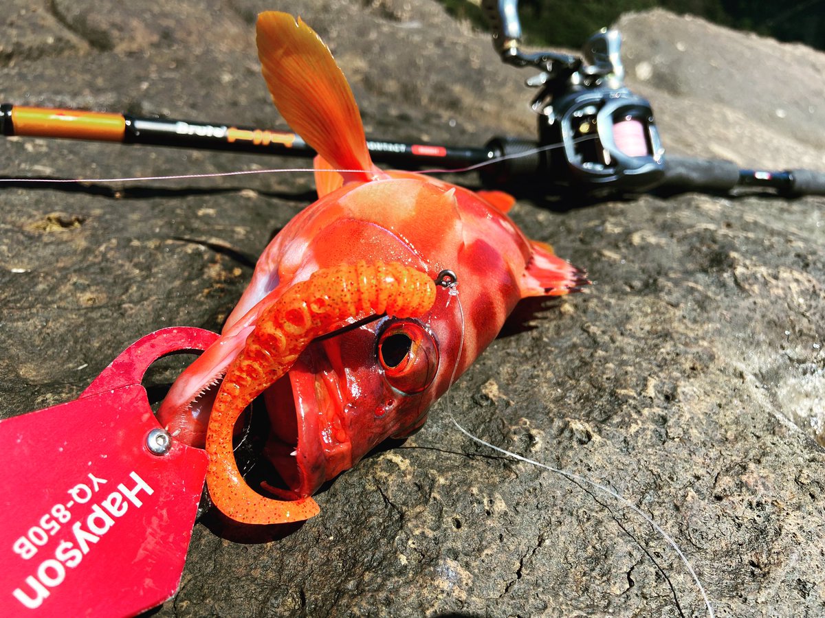 wocadaaa's tweet photo. #apia #brutehr #bottomcontact
#daiwa #zillionsvtw 1016XXH
#xbraid UPGRADE X4 1.5号
#magbite #タコ足一本
#釣り #ルアー #ロックフィッシュ #ハードロックフィッシュ #ハタゲーム #アカハタ #グルーパー #アピア #ダイワ #リブレ #ブルートhr #マグバイト #がまかつ #セオライズ #ハピソン https://t.co/wUETZouuzQ
