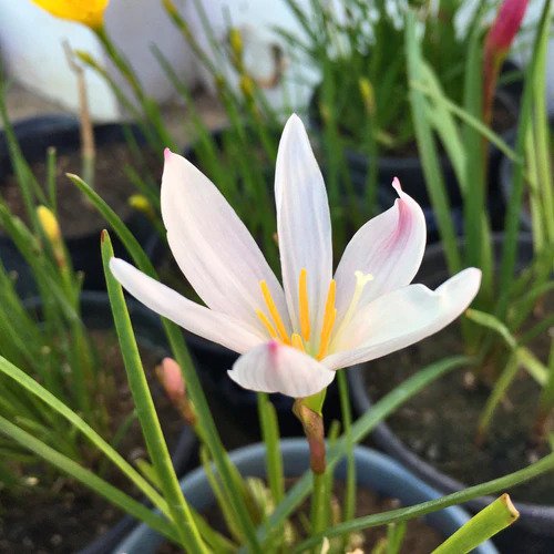 BeejwalaIndia's tweet photo. Buy Light Pink Rain Lily Zephyranthes Flower Bulbs Pack
https://t.co/wi0p1gsuwI
🎁 SPECIAL OFFER: Up to 90% off
👉 Check Now: https://t.co/M88oG5zYsP
📦 Dispatch in 1 - 2 Days
#beejwala #Light_Pink #Rain_Lily #Flower_Bulb #garden #gardening' https://t.co/VjDP3phTvr