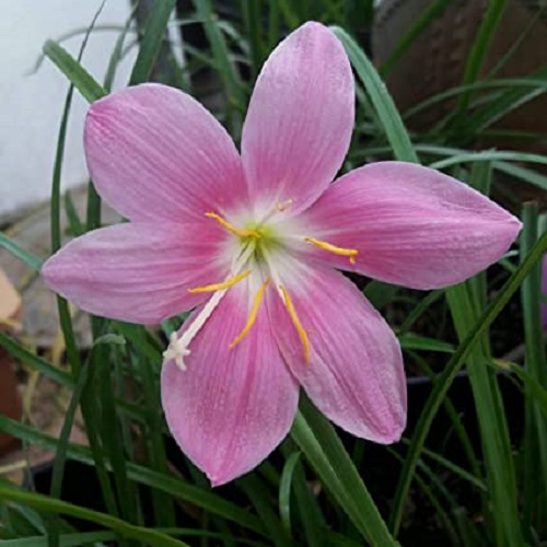 BeejwalaIndia's tweet photo. Buy Light Pink Rain Lily Zephyranthes Flower Bulbs Pack
https://t.co/wi0p1gsuwI
🎁 SPECIAL OFFER: Up to 90% off
👉 Check Now: https://t.co/M88oG5zYsP
📦 Dispatch in 1 - 2 Days
#beejwala #Light_Pink #Rain_Lily #Flower_Bulb #garden #gardening' https://t.co/VjDP3phTvr