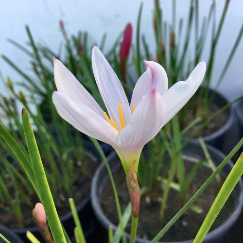 BeejwalaIndia's tweet photo. Buy Light Pink Rain Lily Zephyranthes Flower Bulbs Pack
https://t.co/wi0p1gsuwI
🎁 SPECIAL OFFER: Up to 90% off
👉 Check Now: https://t.co/M88oG5zYsP
📦 Dispatch in 1 - 2 Days
#beejwala #Light_Pink #Rain_Lily #Flower_Bulb #garden #gardening' https://t.co/VjDP3phTvr