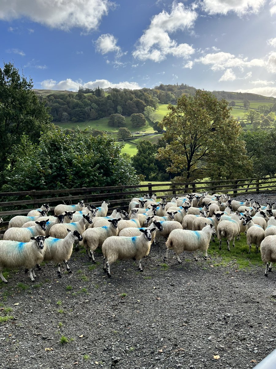UHMBT Windermere & Ambleside District Nurses (@windermerenurse) on Twitter photo Jody & Adele headed up to Troutbeck yesterday, after visiting our patients in Ambleside. What a cracking couple of photos #viewoftheday #rural #windermerelake #sheep #CommunityTwitter #districtnursing #Stunning #Autumnvibes #pumpkinpatch ๐ ๐ณ ๐ Jody & Adele headed up to Troutbeck yesterday, after visiting our patients in Ambleside. What a cracking couple of photos #viewoftheday #rural #windermerelake #sheep #CommunityTwitter #districtnursing #Stunning #Autumnvibes #pumpkinpatch ๐ ๐ณ ๐