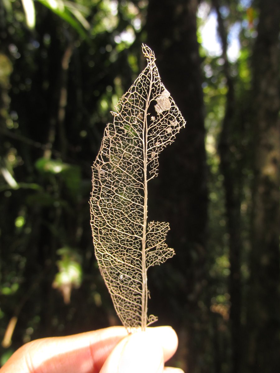 AndoTsiky's tweet photo. Leaf skeleton 🍃🍃

#madagascar #ranomafana #leafskeleton #naturelover https://t.co/4Bch2lqAJ9