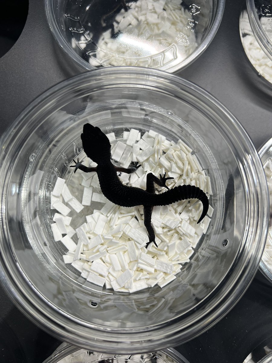 StarGecko_kr's tweet photo. ブラックナイトパターンレスオブジェクトを分譲します。 正式に輸出可能です。

#leopargecko #blackknight #ブラックナイトレオパードゲコ https://t.co/Ouv5aUCWnN