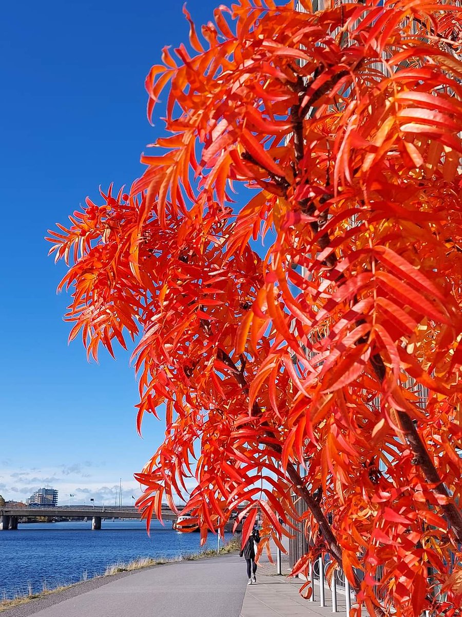 Jaanaelice's tweet photo. VĂ€riterapiaa đđ§Ąđđ
#Autumn #Uumaja https://t.co/LuB1aNeccl