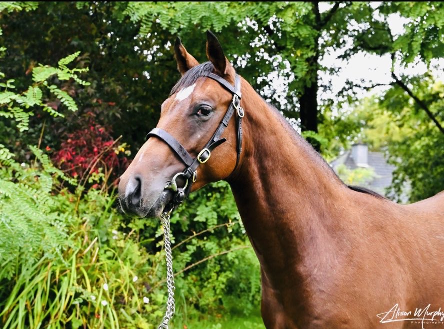 Going through the Famous <a href="/tattersalls1766/">Tattersalls</a> sales ring tomorrow is Lot 1176. A fine colt by Australia <a href="/coolmorestud/">Coolmore</a> . He is all quality and a real racey sort!