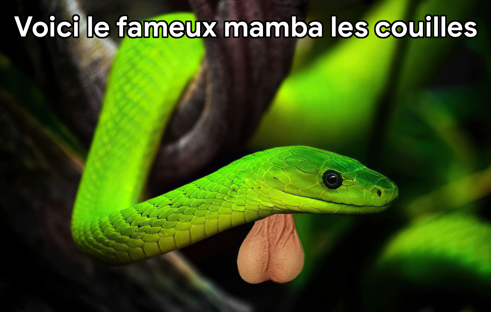 Зелёная мамба змея