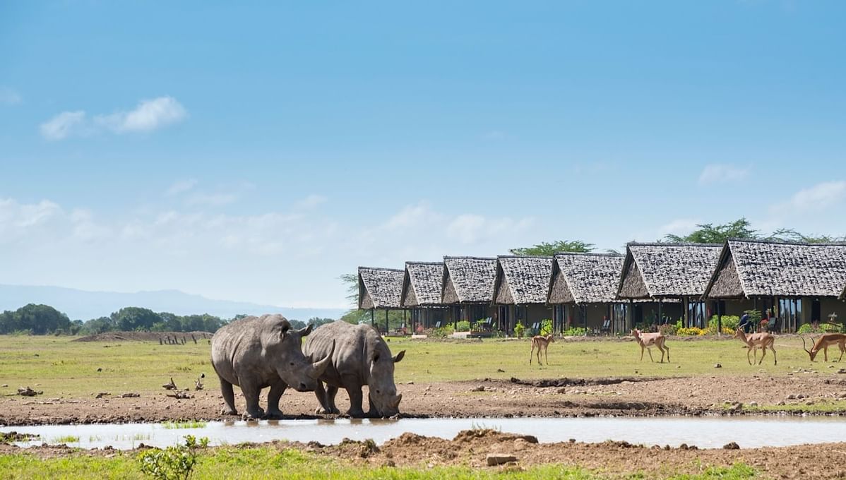 nature_exp's tweet photo. Sweetwaters Serena Camp will give you a great experience in your safaris.
For inquiries and bookings contact us via,
☎ Tel: +254 – 748 717 387
📧 info@natureexpeditions.com
https://t.co/zz299xmfLN
#Sweetwaters #AfricanSafaris #Travel #WildlifeSafari #MagicalKenya https://t.co/jd60dMglvV