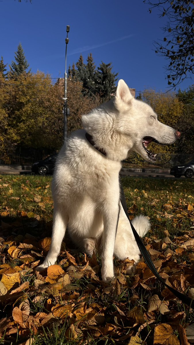 Чудесное утро!