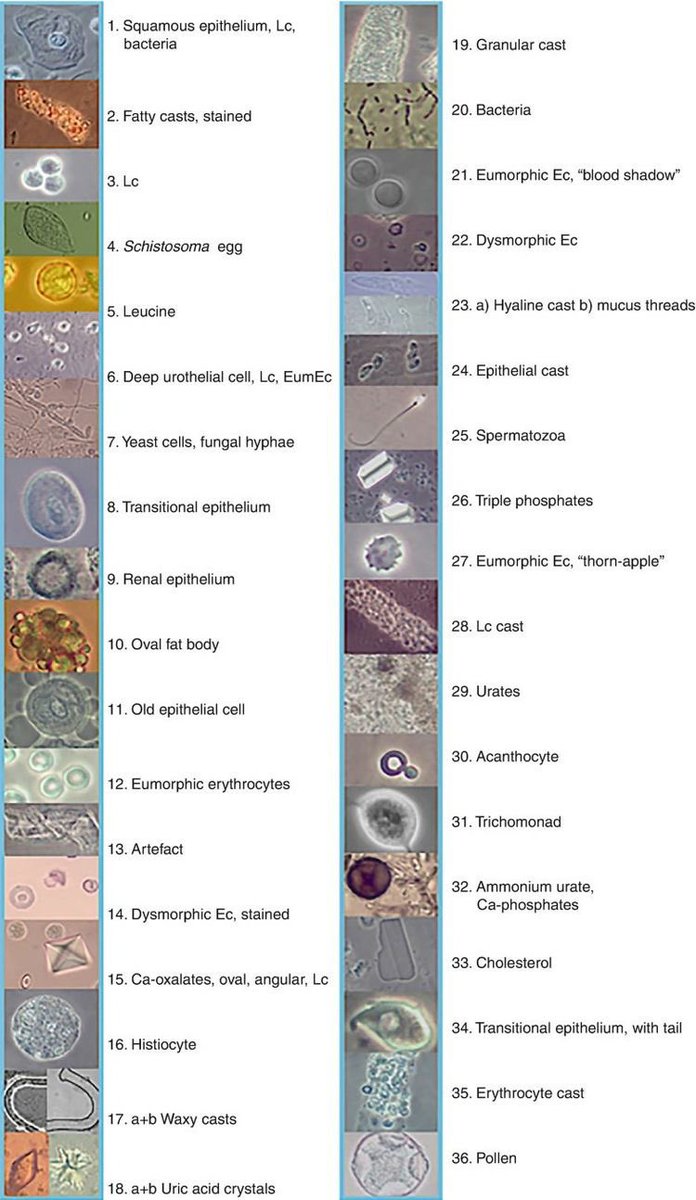 غيداء طلال بصفر🇸🇦 tweet media