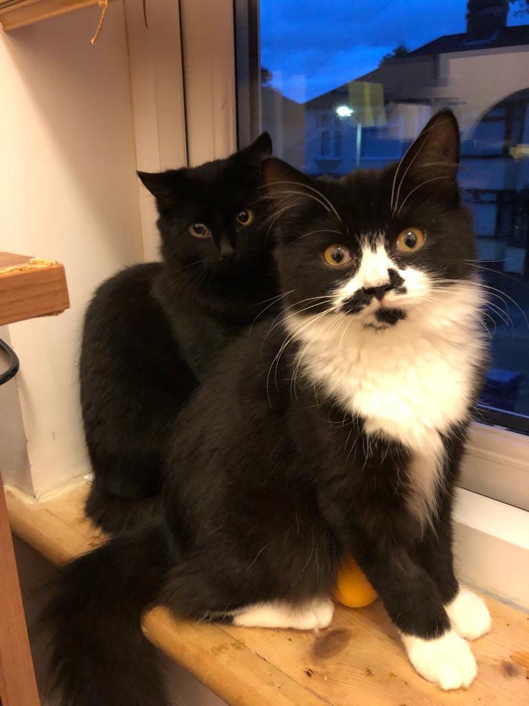 This delightful duo are 4mth old sisters Treacle &amp; Honey. They are little sweeties but they are also a bit shy with new people &amp; need to build trust. Need a calm quiet home. Please send us a message and one of our volunteers will contact you
#rescuekittens