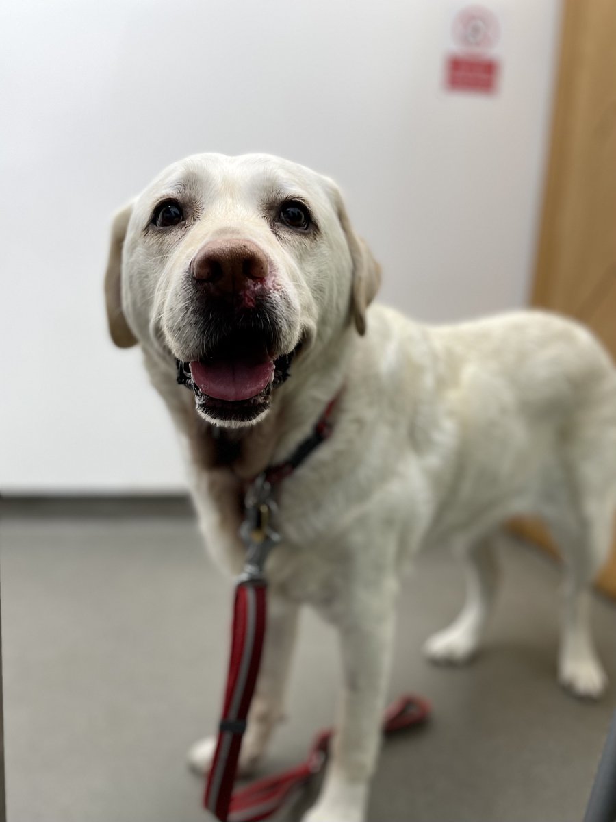 A photo of a happy looking kika at the vets. You can see a little redness under her nose where the stitches have been removed.