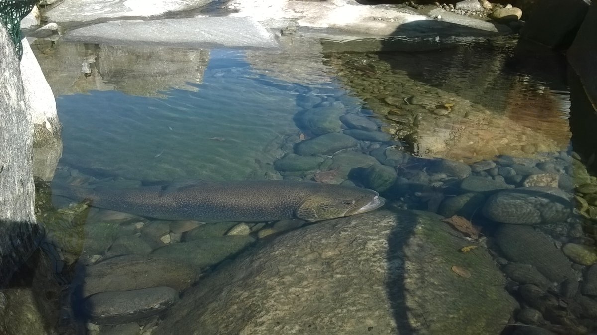 cnr_irsa's tweet photo. IRSA CNR partner tecnico di un progetto per la riqualificazione ecologica del Lago d'Orta, cofinanziato dalla Compagnia di San Paolo @CSP_live. Target del progetto: reintroduzione di quattro specie ittiche #autoctone e contrasto alle #speciealiene https://t.co/VKb9wzdLIt https://t.co/mX8cedYHPc