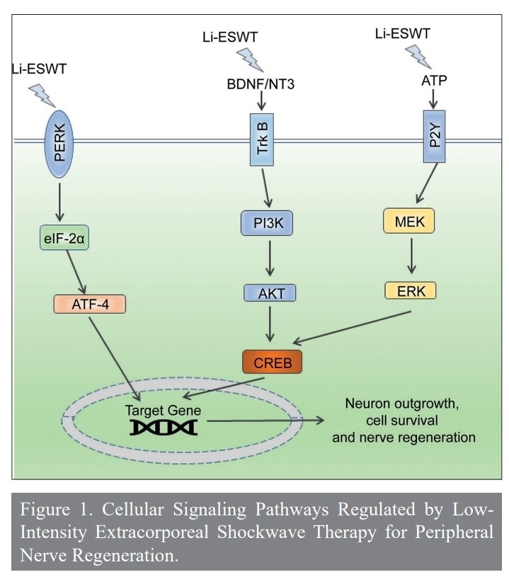 TurkJUrol's tweet image. Molecular Mechanism of Action of Low-Intensity Extracorporeal Shockwave Therapy for Regenerating Penile and Peripheral Nerves 

Dongyi Peng et al. 
Professor Tom F. Lue  @UCSFUrology 

#cellularsignaling #LiESWT #peripheralnerveregeneration

Article Link:

turkishjournalofurology.com/en/molecular-m…