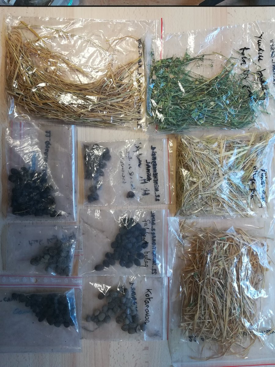 RB_MCM's tweet photo. Juste arrived. My precious ! Two boxes of samples we collected this summer in Nakhchivan. Before you ask, no, it's not olives or raisins. #Caucasus #pastoralism #isoscape #poo https://t.co/SGD3a0VvRO
