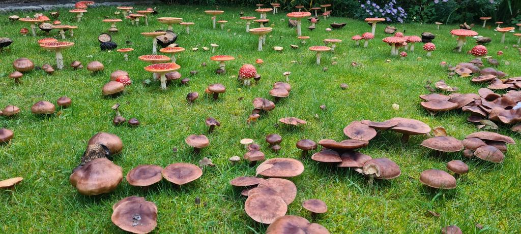 gardener_the's tweet photo. Fungus frenzy in my parents' garden. https://t.co/8GHVkbc331