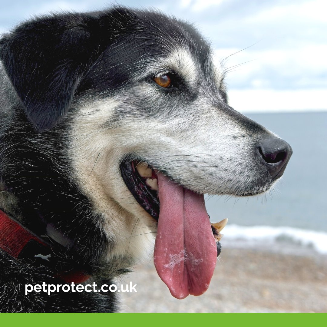 petprotect's tweet photo. Share photos of your #pets, #cats and #dogs on #tongueouttuesday
#doglovers #dogoftheday #doglife #sleepydog #sleepypets #sleepydogs #cutedog #tuesdaymorning https://t.co/7DGi6YY6NR
