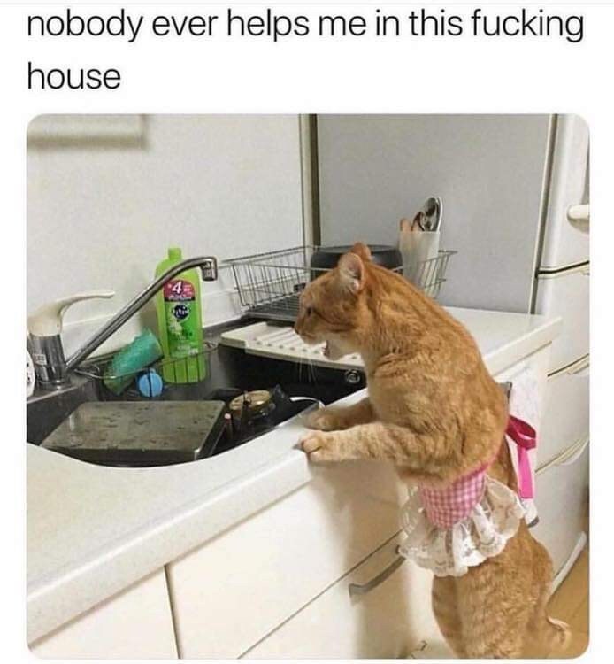 WeasleyRon42's tweet photo. @Tammar82879010 Do you feel me🤣🤣
@cutekittyorg @CatMemesDaily1
@AnimalMemeTV @Cryptoanimal21 #helpcat #catsforever #catsforlife #catloversworld #catsarethebest #catsworld #catloversworld #cryptocurrencytrade #cryptocurrencyinvesting #cryptocurrencysolution @AnimalCryptFarm #cutekittytothemoon https://t.co/hc7kLjq2ON