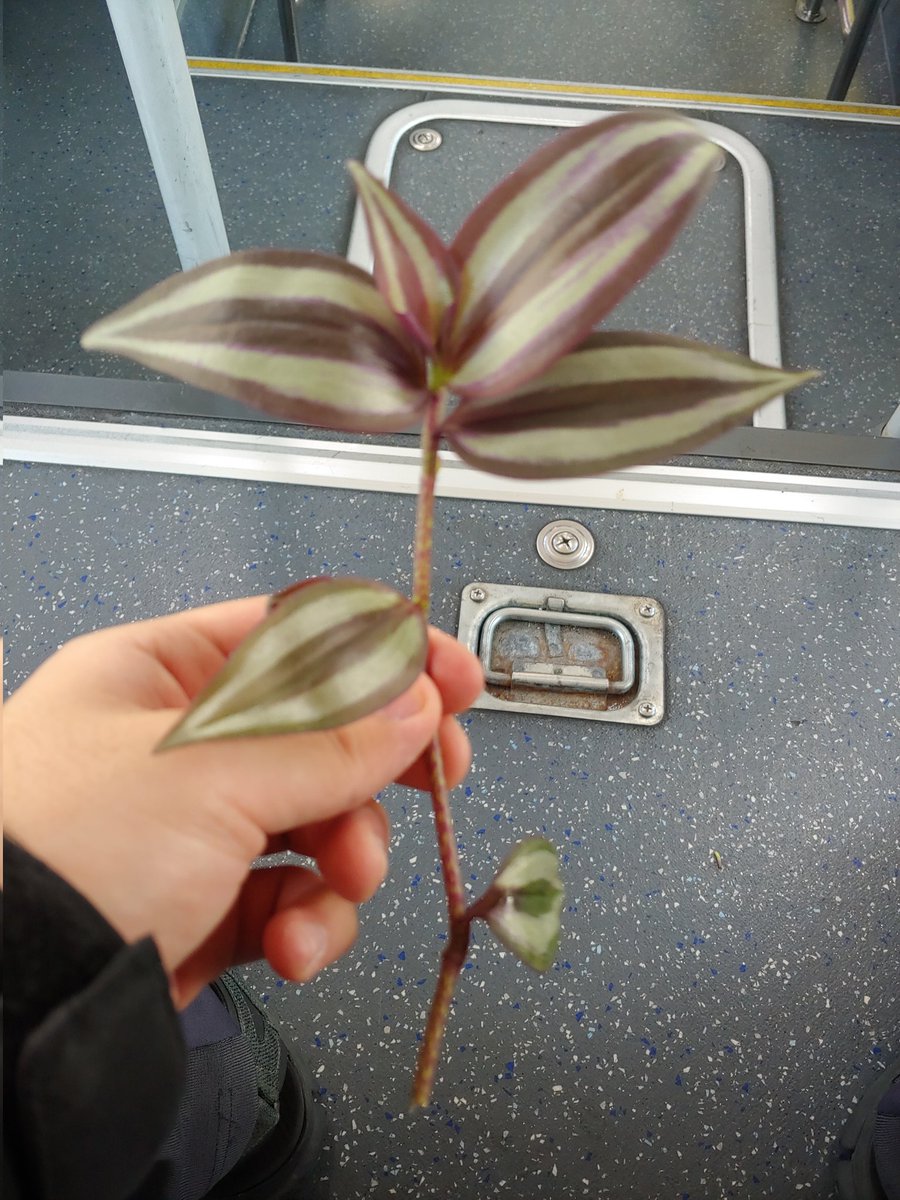 모르는 아저씨에게 들풀을 받았다.