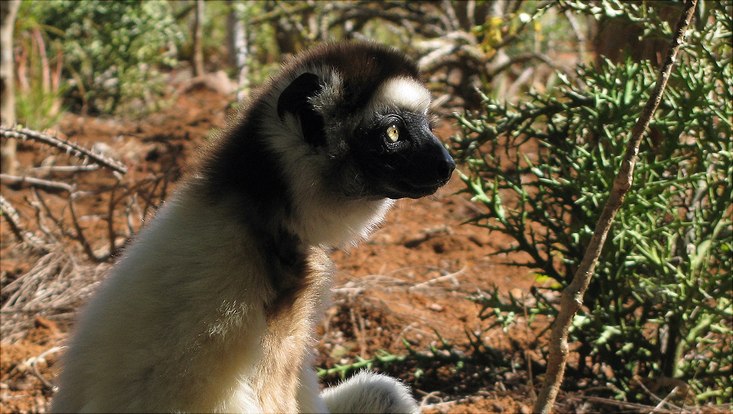 Klimawandel und Entwaldung treiben baumbewohnende Affen- und Lemurenarten auf den Boden, wo sie stärker gefährdet sind. Das hat eine Studie mit über 47 Affenarten unter Beteiligung des Fachbereichs Biologie @UHHBio <a href="/unihh/">Universität Hamburg</a> ergeben ➡️ min.uni-hamburg.de/ueber-die-faku…