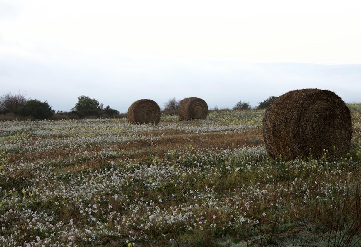 Baixa Segarra
#segarrejant
#goodmorning #Countryside #Catalonia #landscapes #magradaelmeupaís
<a href="/segarrejant/">segarrejant</a> <a href="/finslagorra_1/">finslagorra ||*|| SÍ</a> <a href="/jolival65/">JOliva||*||</a> <a href="/montserumbau/">montserrat rumbau</a> <a href="/martapontnou/">MARTA PONTNOU</a> <a href="/salvad_m/">RosamSal ||⭐|| 🏴󠁧󠁢󠁥󠁮󠁧󠁿#Jo soc CDR# *CxR*</a> <a href="/martalbareda/">Marta Albareda Valls</a> <a href="/jordicodol/">Jordi Còdol Montagut</a> <a href="/betaltarriba/">Bet Altarriba</a> <a href="/mccorominas/">Carme Corominas</a>  <a href="/cantireta/">Montserrat Aloy 💬✏📕 🎭🇺🇦</a> <a href="/xatoQuico/">Xato Quico Tram 37</a> <a href="/Ifarre2/">Imma</a> <a href="/CanelaBalsebre/">rosa canela</a>