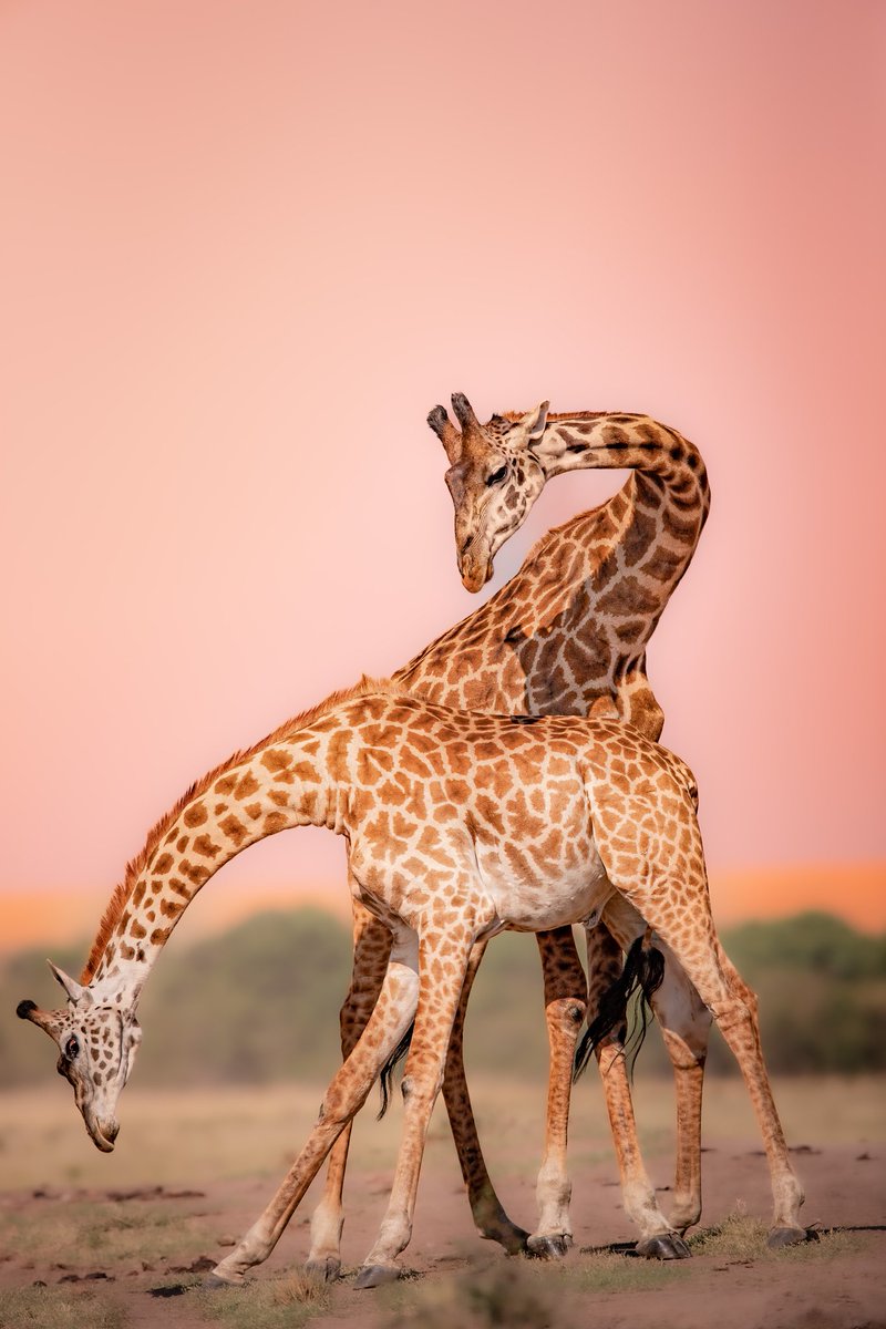 Let your faith be taller than your fears.. ! 
#giraffe #gauravkalbhorphoto  #natgeoindia #africageophoto  #beautifuldestinations #bbcearth #cntravellerindia  #discoverafrica #yourshotphotographer #discovery #earthcapture  #earthinfocus