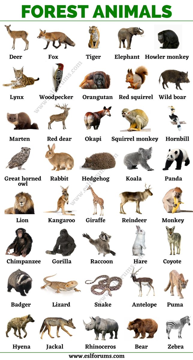 LiliesHome_'s tweet photo. Lists all of these forest animals with tags.🦌

ลิสชื่อสัตว์ป่าเหล่านี้ พร้อมติดแท็กค่ะ 🐨

#LISA #LALISA #MONEY #SG https://t.co/8hYxOIkOyf