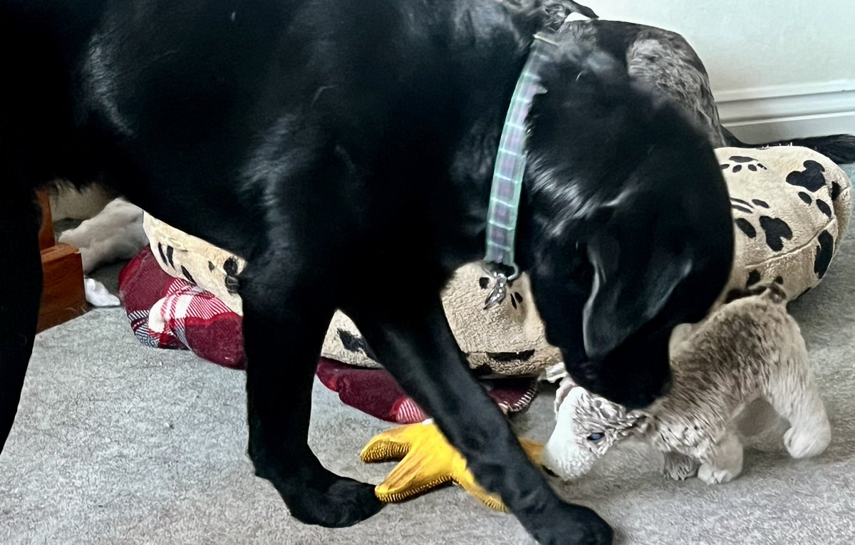 dogie_the's tweet photo. Logie an Bobs has plays wiv da wolfie an starryfish frens todays. Bobs catch da fren an Logie takes it off her. Is muchly goods teamwork! #logieanbobs #morningplays #teampups #whyhaswolfielosthistail? https://t.co/lAeESac16x