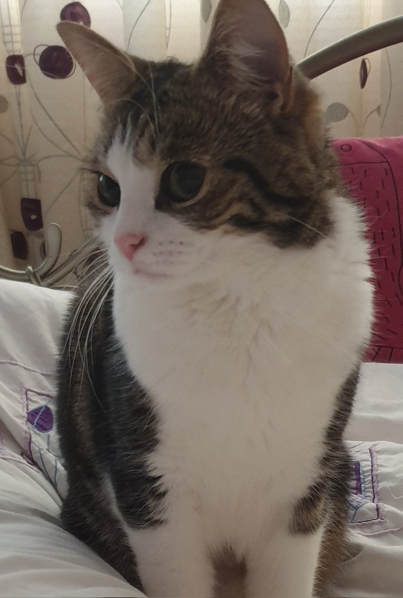 NickyMeiklem's tweet photo. Happy birthday to Dolores. Two today! #beautifulcreature #happybirthday
#bestgirl https://t.co/4lGwciTQbc